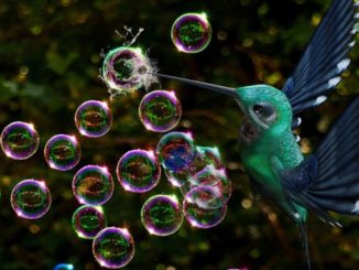 Björn Geitmann Verhalten und Sein soap-bubbles