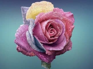 gleichheit bunt rose