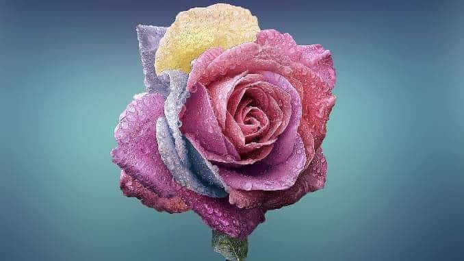 gleichheit bunt rose