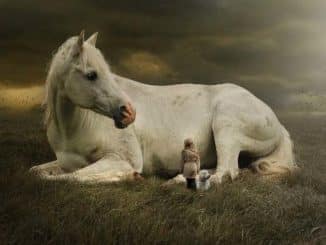 kind pferd hund horse