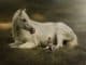 kind pferd hund horse