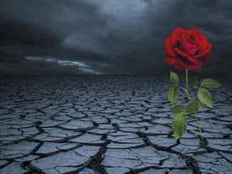 AMORC Coronavirus rose steppe