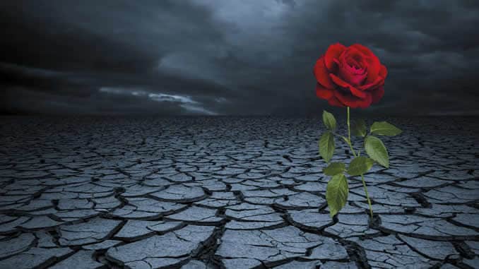 AMORC Coronavirus rose steppe