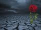 AMORC Coronavirus rose steppe