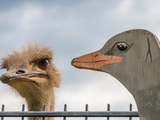 Vergleich als und wie Gleichheit ostrich