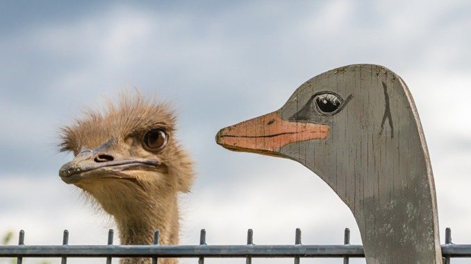 Vergleich als und wie Gleichheit ostrich