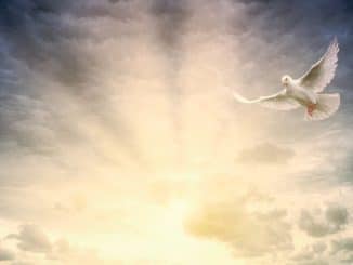 himmel licht taube light