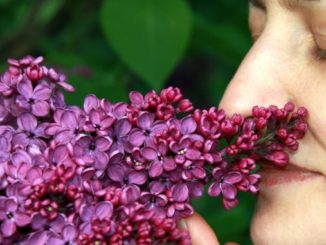 Sinn des Lebens lilac