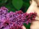 Sinn des Lebens lilac
