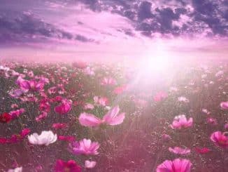 blumen natur sonne fantasy