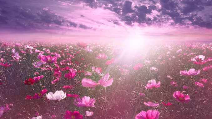 blumen natur sonne fantasy