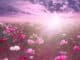 blumen natur sonne fantasy