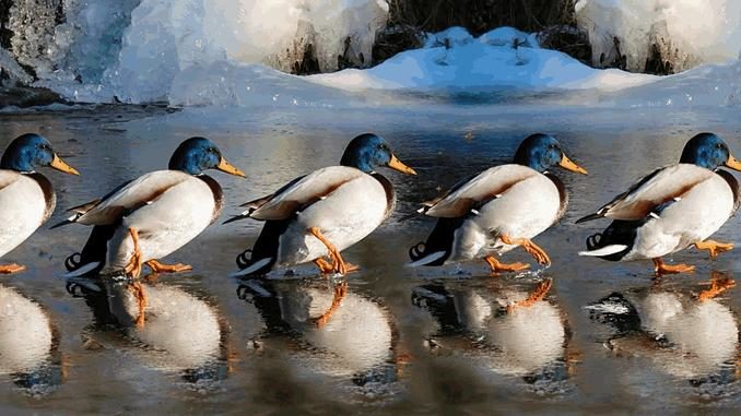 enten eis veranstaltung kalender