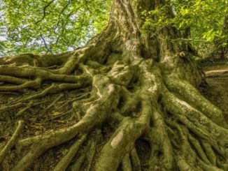 Wurzeln Balance beech