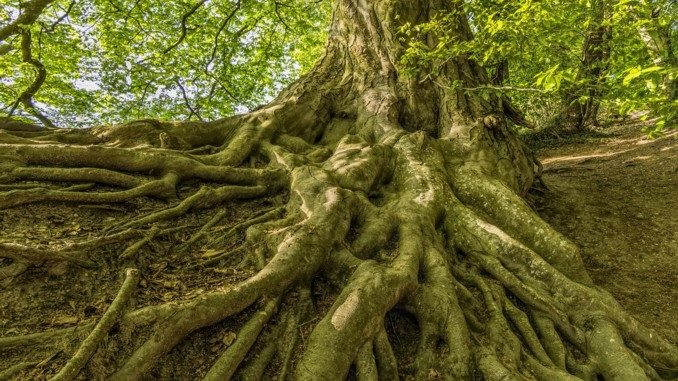 Wurzeln Balance beech