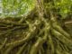 Wurzeln Balance beech
