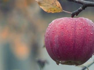 apfel regen apple