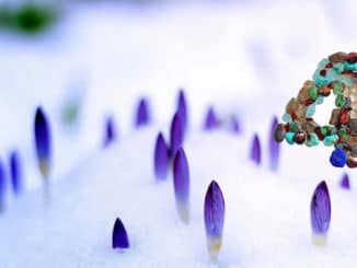 zahl vier knospen schnee krokus