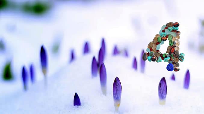 zahl vier knospen schnee krokus