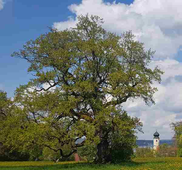 EICHE 1 Bernrieder Park 3. Mai 2022 ropers
