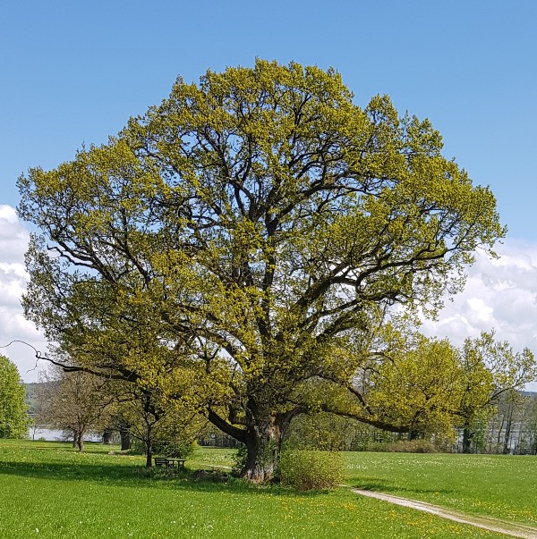 EICHE 2 Bernrieder Park 3. Mai 2022 ropers