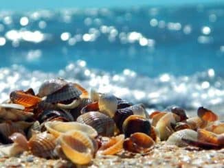 meer muscheln sea