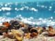meer muscheln sea
