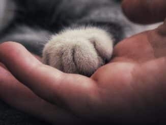 pfote hand cat