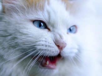 katze animal