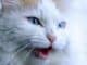 katze animal