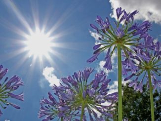 Garten Licht Seelenwanderung Wiedergeburt