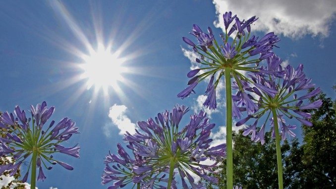Garten Licht Seelenwanderung Wiedergeburt