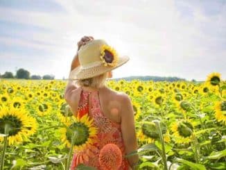 frau sonnenblumen feld woman