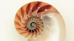Der Goldene Schnitt ist ein mathematisch exakt bestimmbares Teilungsverhältnis spirale schnecke nautilus