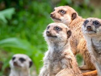 tiere wachsamkeit nature