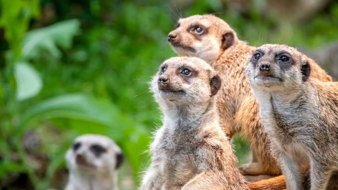 tiere wachsamkeit nature