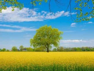 baum raps natur rapeseed