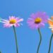 bunte blumen daisies