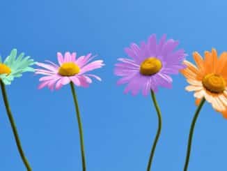 bunte blumen daisies