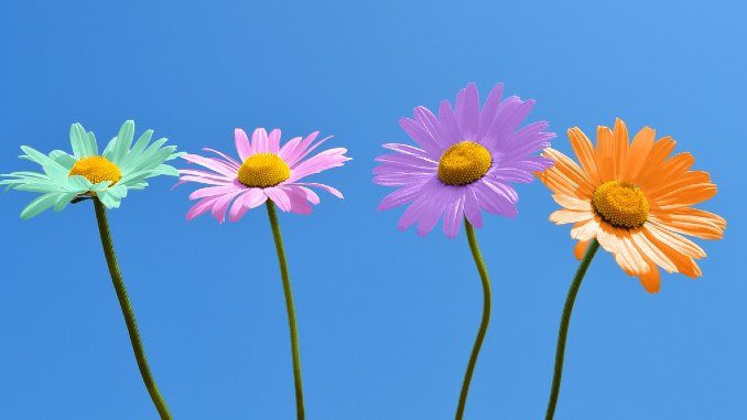 bunte blumen daisies