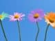 bunte blumen daisies