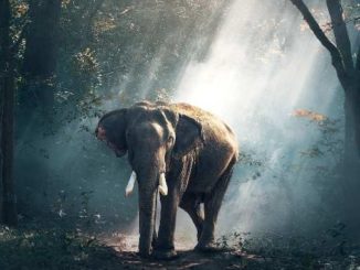 elephant
