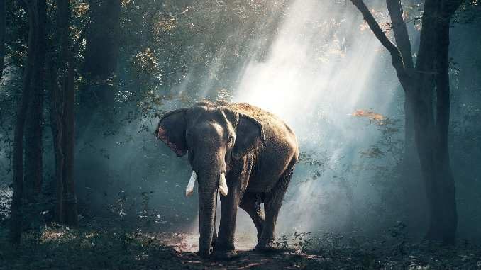 elephant