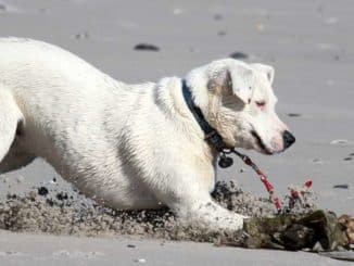 hund sand stock dog