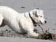 hund sand stock dog