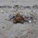 muell strand teddy pollution