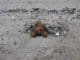 muell strand teddy pollution