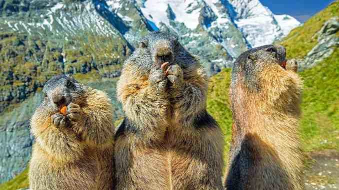 murmeltiere berge marmots