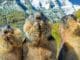 murmeltiere berge marmots