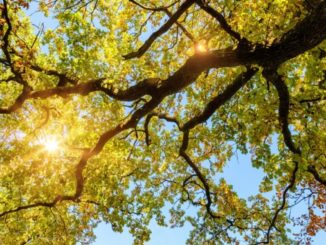 678 381 Eiche Baum Mutter Natur Gespräch oak